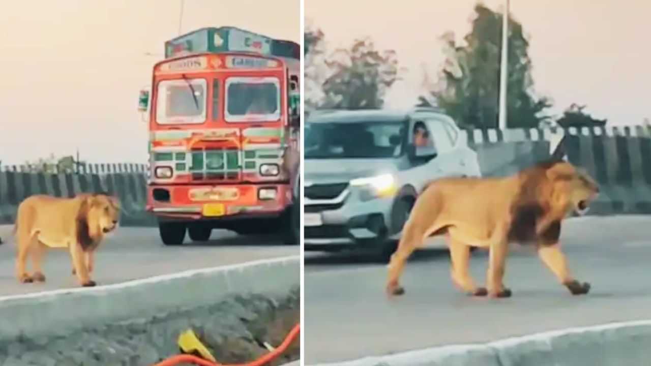 ਹਾਈਵੇਅ ਤੇ ਅਚਾਨਕ ਆ ਗਿਆ ਸ਼ੇਰ, ਦੇਖਦੇ ਹੀ ਦੇਖਦੇ ਰੁਕ ਗਏ ਵਾਹਨਾਂ ਦੇ ਪਹੀਏ, ਵੀਡੀਓ ਹੋਇਆ VIRAL ਹਾਈਵੇਅ ਤੇ ਅਚਾਨਕ ਆ ਗਿਆ ਸ਼ੇਰ, ਦੇਖਦੇ ਹੀ ਦੇਖਦੇ ਰੁਕ ਗਏ ਵਾਹਨਾਂ ਦੇ ਪਹੀਏ, ਵੀਡੀਓ ਹੋਇਆ VIRAL