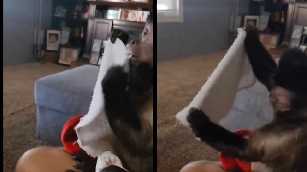 Towel ਦੀ ਤੈਅ ਮਾਰਦਾ ਨਜ਼ਰ ਆਇਆ ਬਾਂਦਰ, VIDEO ਦੇਖ ਕੇ ਲੋਕ ਹੋ ਗਏ ਹੈਰਾਨ