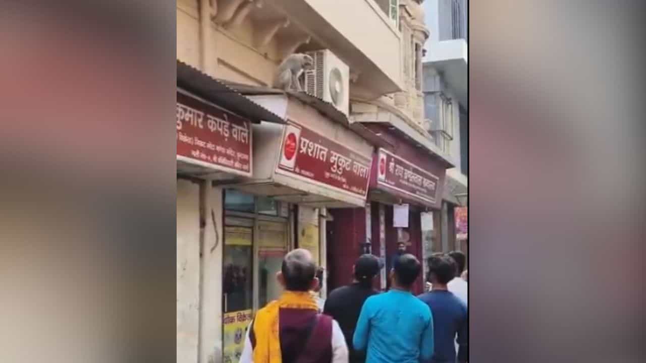 Monkey Viral Video: ਬਾਂਦਰ ਵੀ ਜਾਣਦਾ ਹੈ ਮੋਬਾਈਲ ਦੀ ਕੀਮਤ, ਫ਼ੋਨ ਖੋਹ ਕੇ ਖਾਣ-ਪੀਣ ਦੀਆਂ ਮੰਗੀਆਂ ਚੀਜ਼ਾਂ, ਦੇਖੋ ਵੀਡੀਓ