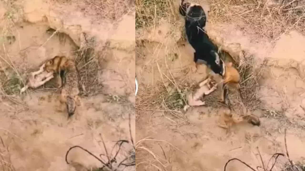 ਗਿੱਦੜ ਨੇ ਕਤੂਰੇ ਤੇ ਕੀਤਾ ਹਮਲਾ ਤਾਂ ਢਾਲ ਬਣੀ ਮਾਂ, ਲੋਕ ਬੋਲੇ- ਪਹਿਲਾਂ ਮਾਂ ਦਾ ਕਰੋ ਸਾਹਮਣਾ