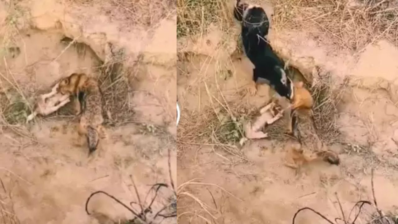 ਗਿੱਦੜ ਨੇ ਕਤੂਰੇ 'ਤੇ ਕੀਤਾ ਹਮਲਾ ਤਾਂ ਢਾਲ ਬਣੀ ਮਾਂ, ਲੋਕ ਬੋਲੇ- ਪਹਿਲਾਂ ਮਾਂ ਦਾ ਕਰੋ ਸਾਹਮਣਾ