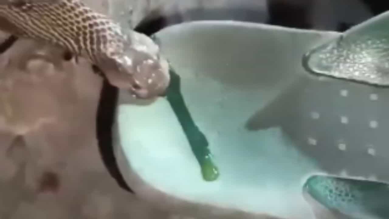 ਜਦੋਂ ਸੱਪ ਡੰਗਦਾ ਹੈ ਤਾਂ ਕਿੰਨਾ ਜ਼ਹਿਰ ਛੱਡਦਾ ਹੈ? Viral Video ਨੇ ਇੰਟਰਨੈੱਟ ਦੀ ਪਬਲਿਕ ਨੂੰ ਕੀਤਾ ਹੈਰਾਨ