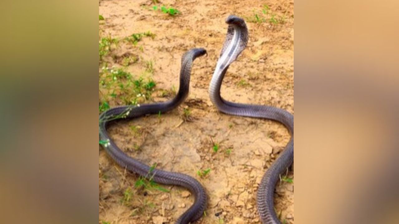 Cobra vs Cobra: ਦੋ ਸੱਪਾਂ ਵਿਚਕਾਰ ਹੋਈ ਭਿਆਨਕ ਲੜਾਈ, ਵੀਡੀਓ ਦਾ ਅੰਤ ਦੇਖ ਕੇ ਕੰਬ ਜਾਵੇਗੀ ਰੂਹ Cobra vs Cobra: ਦੋ ਸੱਪਾਂ ਵਿਚਕਾਰ ਹੋਈ ਭਿਆਨਕ ਲੜਾਈ, ਵੀਡੀਓ ਦਾ ਅੰਤ ਦੇਖ ਕੇ ਕੰਬ ਜਾਵੇਗੀ ਰੂਹ