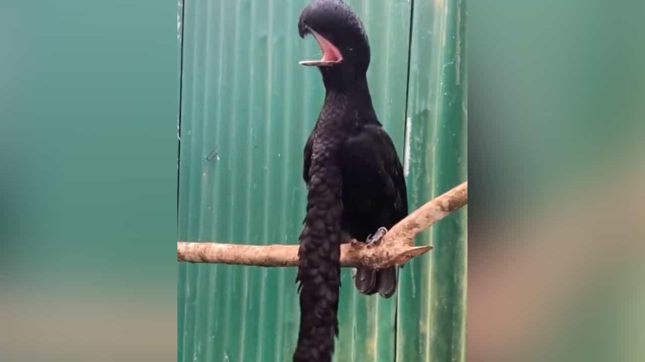 ਸਿਰ ਤੇ ਖੰਭਾਂ ਵਾਲੀ ਟੋਪੀ ਅਤੇ ਲੰਬੀ ਲਟਕਦੀ ਦਾੜ੍ਹੀ, ਤੁਸੀਂ ਅਜਿਹਾ ਪੰਛੀ ਪਹਿਲਾਂ ਕਦੇ ਨਹੀਂ ਦੇਖਿਆ ਹੋਵੇਗਾ ਸਿਰ ਤੇ ਖੰਭਾਂ ਵਾਲੀ ਟੋਪੀ ਅਤੇ ਲੰਬੀ ਲਟਕਦੀ ਦਾੜ੍ਹੀ, ਤੁਸੀਂ ਅਜਿਹਾ ਪੰਛੀ ਪਹਿਲਾਂ ਕਦੇ ਨਹੀਂ ਦੇਖਿਆ ਹੋਵੇਗਾ