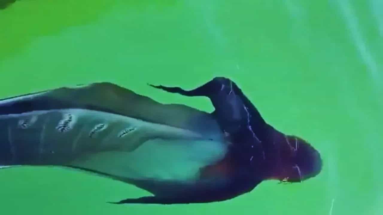 Viral Video : ਸਮੁੰਦਰ ਕੰਢੇ ਦੇਖਿਆ ਗਿਆ ਅਜੀਬ ਜੀਵ,ਡਰੇ-ਸਹਿਮੇ ਲੋਕ ਬੋਲੇ- ਕੀ ਇਹ ਕਿਆਮਤ ਦੀ ਨਿਸ਼ਾਨੀ ਹੈ