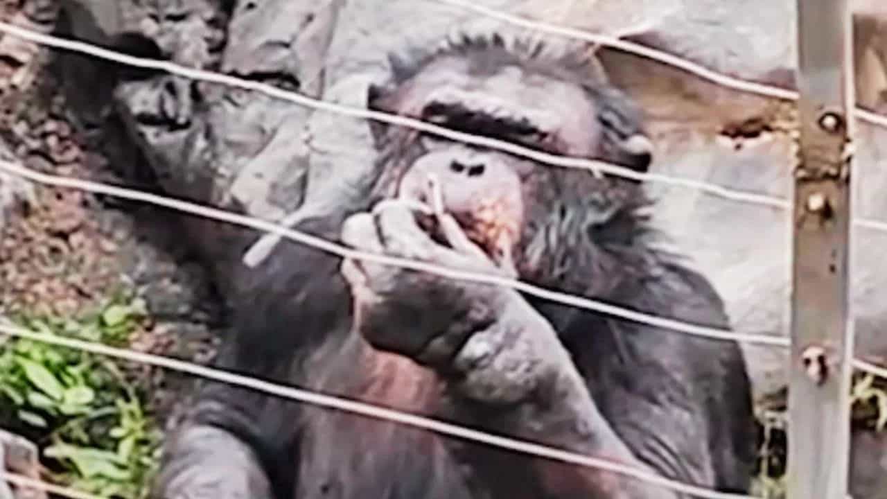 Shocking Video : ਇਨਸਾਨਾਂ ਵਾਂਗ ਸਿਗਰਟ ਪੀਂਦਾ ਨਜ਼ਰ ਆਇਆ ਗੋਰਿਲਾ, VIDEO ਦੇਖ ਕੇ ਲੋਕ ਹੋਏ ਹੈਰਾਨ