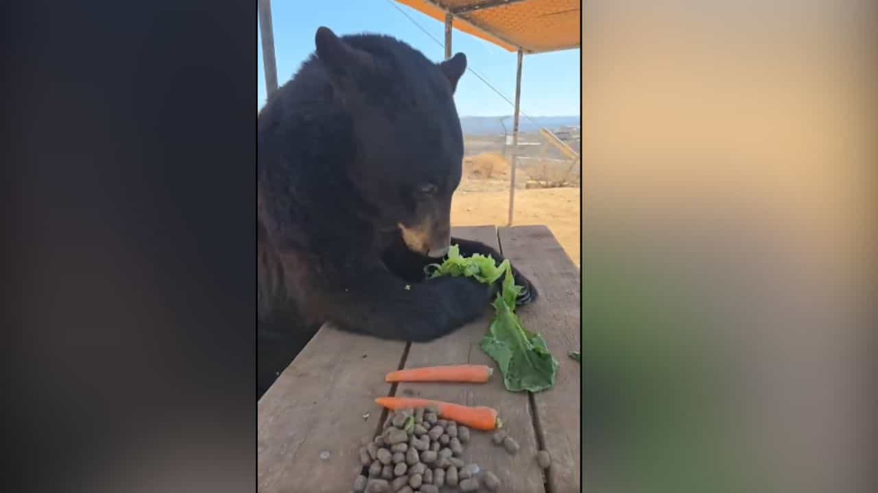 Dinner Table ਤੇ ਖਾਣਾ ਖਾਂਦਾ ਨਜ਼ਰ ਆਇਆ ਭਾਲੂ, ਦੇਖੋ ਪਿਆਰਾ VIDEO