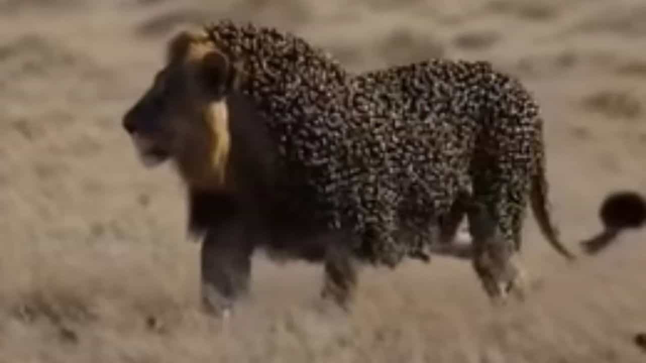 Shocking Viral Video: ਸ਼ੇਰ ਦੇ ਸਰੀਰ ਤੇ ਮਧੂ-ਮੱਖੀਆਂ ਨੇ ਬਣਾਇਆ ਛੱਤਾ, ਜੰਗਲ ਦੇ ਰਾਜੇ ਦਾ ਅਜਿਹਾ ਕਰ ਦਿੱਤਾ ਹਾਲ