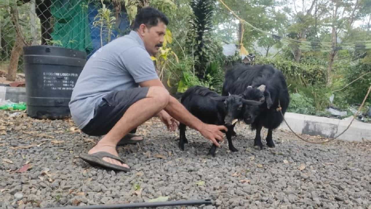 ਭਾਰਤ ਦੇ ਇਸ ਰਾਜ ਚ ਹੈ ਦੁਨੀਆ ਦੀ ਸਭ ਤੋਂ ਛੋਟੀ ਬੱਕਰੀ, ਗਿਨੀਜ਼ ਵਰਲਡ ਰਿਕਾਰਡ ਵਿਚ ਵੀ ਦਰਜ ਹੈ ਨਾਮ , ਜਾਣੋ ਇਸਦੀ ਵਿਸ਼ੇਸ਼ਤਾ