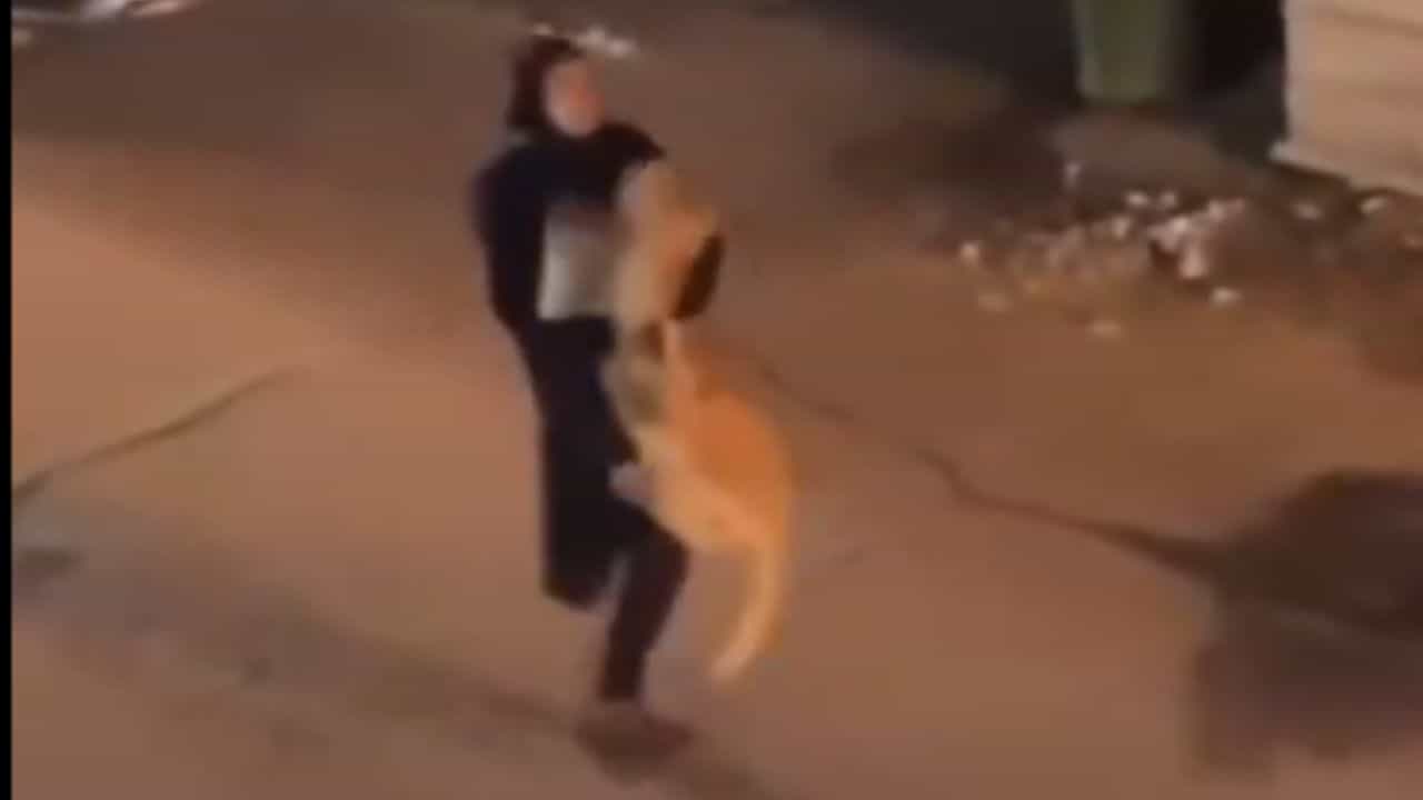 Viral: ਸ਼ੇਰ ਨੂੰ ਗੋਦ ਵਿੱਚ ਲੈ ਕੇ ਭੱਜਦੀ ਨਜ਼ਰ ਆਈ ਔਰਤ, VIDEO ਦੇਖ ਦੰਗ ਰਹਿ ਗਏ ਲੋਕ