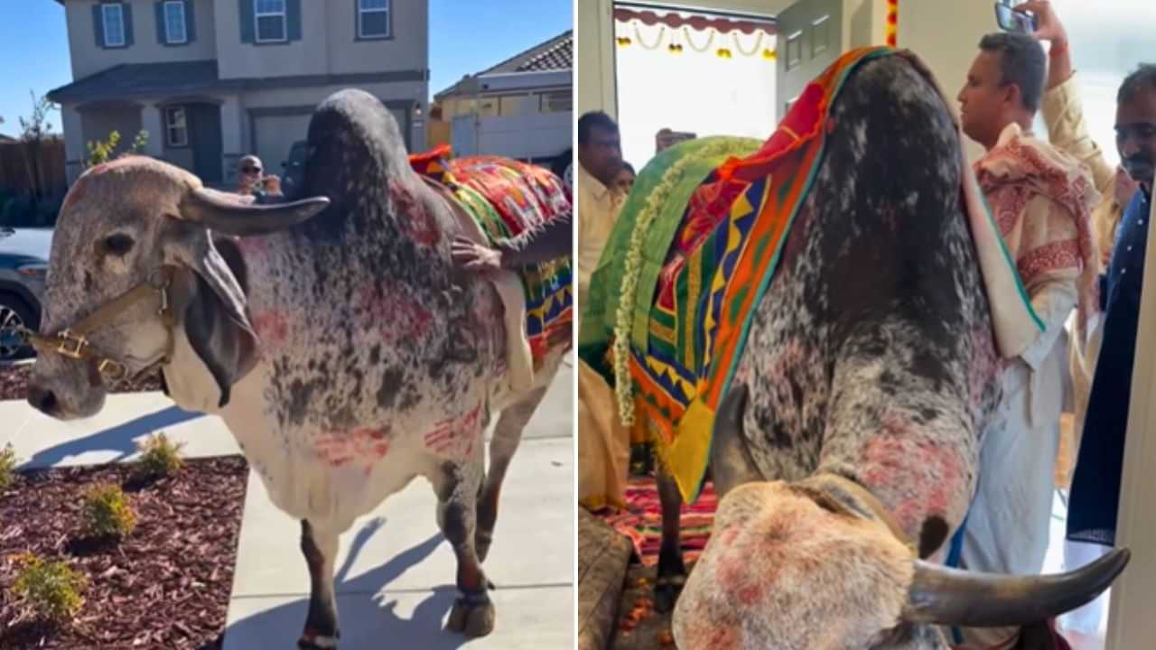 Viral Video: ਅਮਰੀਕਾ ਚ ਫੈਮਿਲੀ ਨੇ ਗਊ ਮਾਤਾ ਤੋਂ ਕਰਵਾਇਆ ਘਰ ਪ੍ਰਵੇਸ਼; ਇਸ ਤਰ੍ਹਾਂ ਨਿਭਾਈ ਪਰੰਪਰਾ; VIDEO ਨੇ ਜਿੱਤਿਆ ਦਿਲ