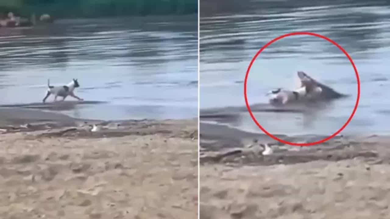 Shocking News: ਮਗਰਮੱਛ ਨੇ 2 ਸਕਿੰਟਾਂ ਵਿੱਚ ਕੁੱਤੇ ਨੂੰ ਕੀਤਾ ਢੇਰ, ਸ਼ਿਕਾਰੀ ਦੇ ਸਾਹਮਣੇ ਕੀਤੀ ਸੀ ਇਹ ਗਲਤੀ