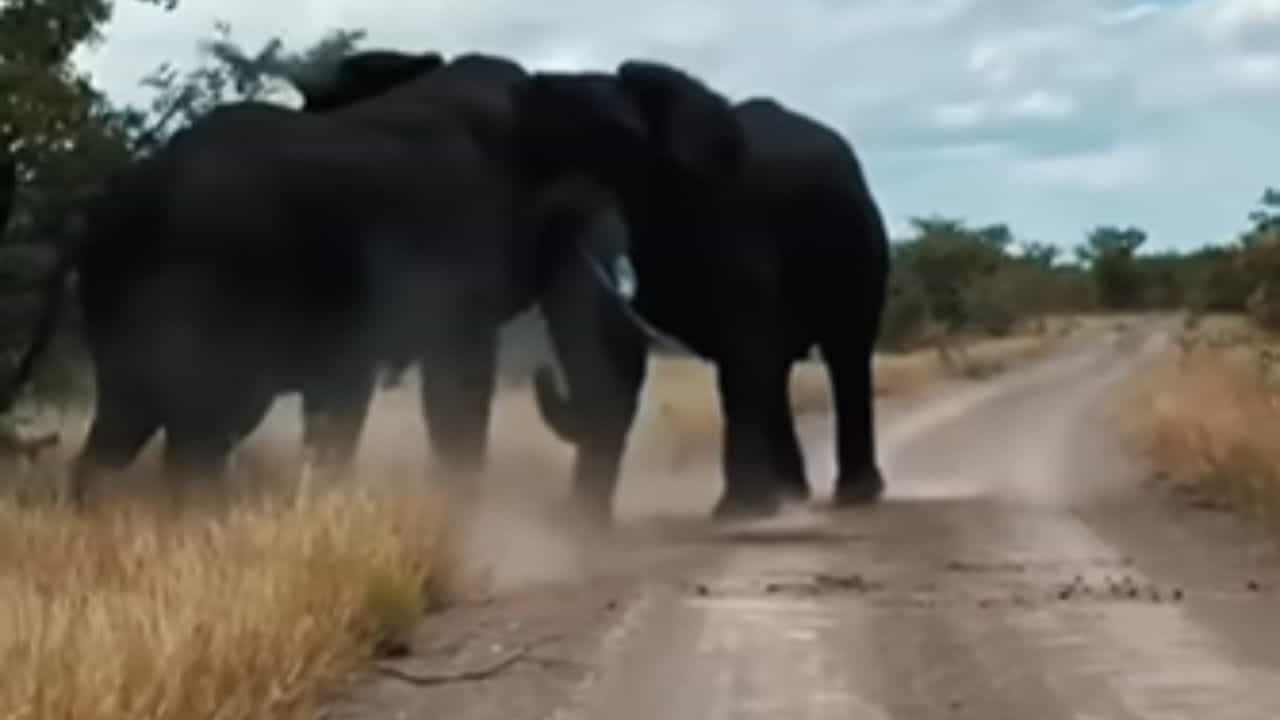 OMG: ਹਾਥੀਆਂ ਵਿਚਕਾਰ ਹੋਈ ਭਿਆਨਕ ਲੜਾਈ, ਜੰਗਲ ਚ ਮਚ ਗਈ ਤਬਾਹੀ