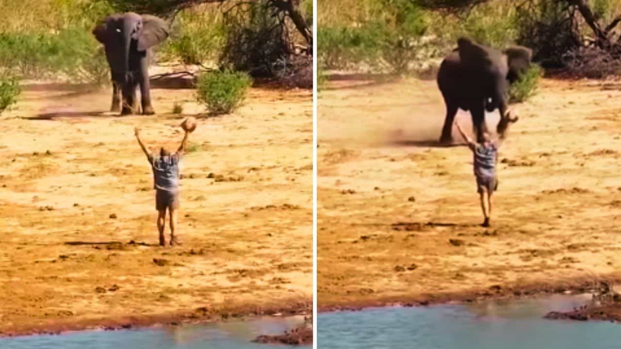 Viral Video: ਭੜਕੇ ਹੋਏ ਹਾਥੀ ਨੇ ਕੀਤਾ ਅਟੈਕ, ਸ਼ਖਸ ਨੇ ਚਲਾਇਆ ਅਜਿਹਾ ਜਾਦੂ, ਪਿੱਛੇ ਭੱਜ ਗਿਆ ਜਾਨਵਰ