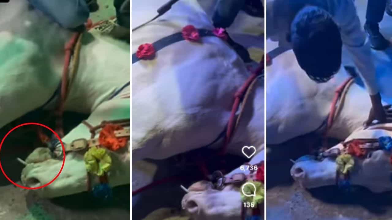 OMG: ਘੋੜੇ ਦੇ ਮੂੰਹ ਵਿੱਚ ਜ਼ਬਰੀ ਪਾਈ ਸਿਗਰਟ, ਸਰੀਰ ਤੇ ਚੜ੍ਹ ਕੇ ਕੀਤੇ ਪੁਸ਼ਅੱਪ, VIDEO  ਦੇਖ ਭੜਕੇ ਲੋਕ