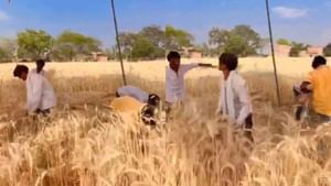 ਕਣਕ ਦੀ ਵਾਢੀ ਕਰਨ ਲਈ ਕਿਸਾਨਾਂ ਨੇ ਅਪਣਾਇਆ ਜੁਗਾੜ, ਦੇਖੋ VIDEO