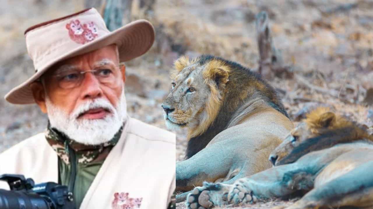 ਗਿਰ ਜੰਗਲ ਕਿਵੇਂ ਬਣਿਆਂ ਏਸ਼ੀਆਈ ਸ਼ੇਰਾਂ ਦਾ ਗੜ੍ਹ? ਕਦੇ ਸ਼ਿਕਾਰ ਲਈ ਸਨ ਮਸ਼ਹੂਰ, ਜਿੱਥੇ ਪਹੁੰਚੇ ਪ੍ਰਧਾਨ ਮੰਤਰੀ ਮੋਦੀ ਗਿਰ ਜੰਗਲ ਕਿਵੇਂ ਬਣਿਆਂ ਏਸ਼ੀਆਈ ਸ਼ੇਰਾਂ ਦਾ ਗੜ੍ਹ? ਕਦੇ ਸ਼ਿਕਾਰ ਲਈ ਸਨ ਮਸ਼ਹੂਰ, ਜਿੱਥੇ ਪਹੁੰਚੇ ਪ੍ਰਧਾਨ ਮੰਤਰੀ ਮੋਦੀ