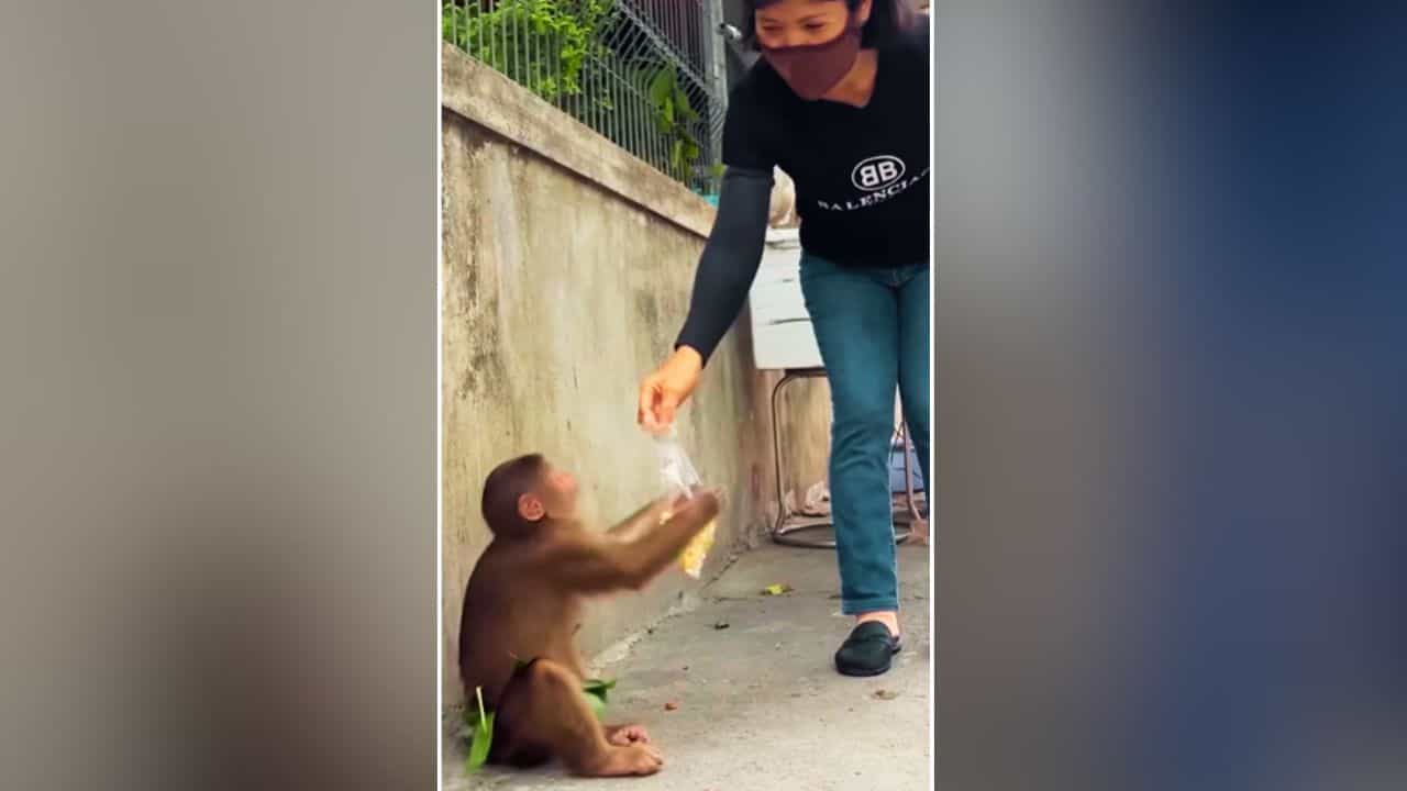 ਖਾਣਾ ਮਿਲਦੇ ਹੀ ਬਾਂਦਰ ਨੇ ਕੁੜੀ ਨਾਲ ਹੱਥ ਮਿਲਾਇਆ ਕਿਹਾ Thanks, Viral ਵੀਡੀਓ ਨੇ ਜਿੱਤਿਆ ਦਿਲ