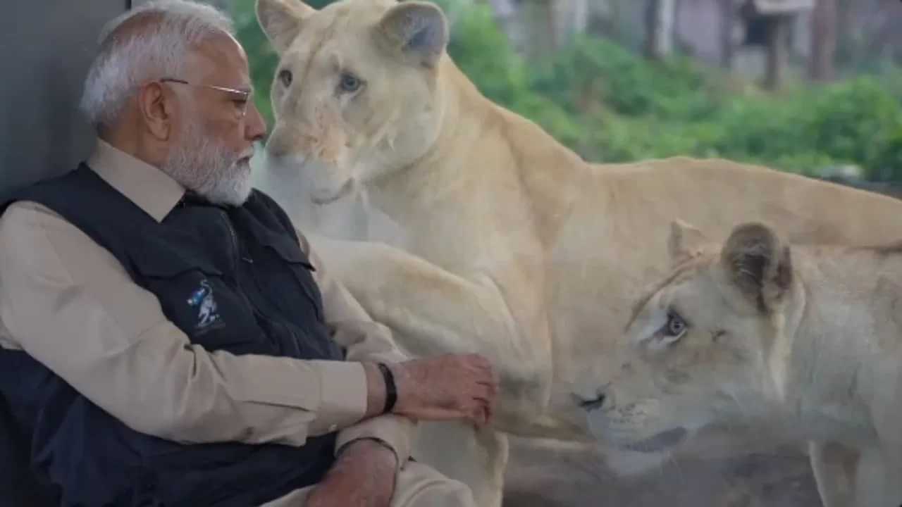 ਪੀਐਮ ਮੋਦੀ ਨੇ ਗੁਜਰਾਤ ਦੇ ਵੰਤਾਰਾ Wildlife ਸੈਂਟਰ ਦਾ ਕੀਤਾ ਉਦਘਾਟਨ, ਦੇਖੋ VIDEO
