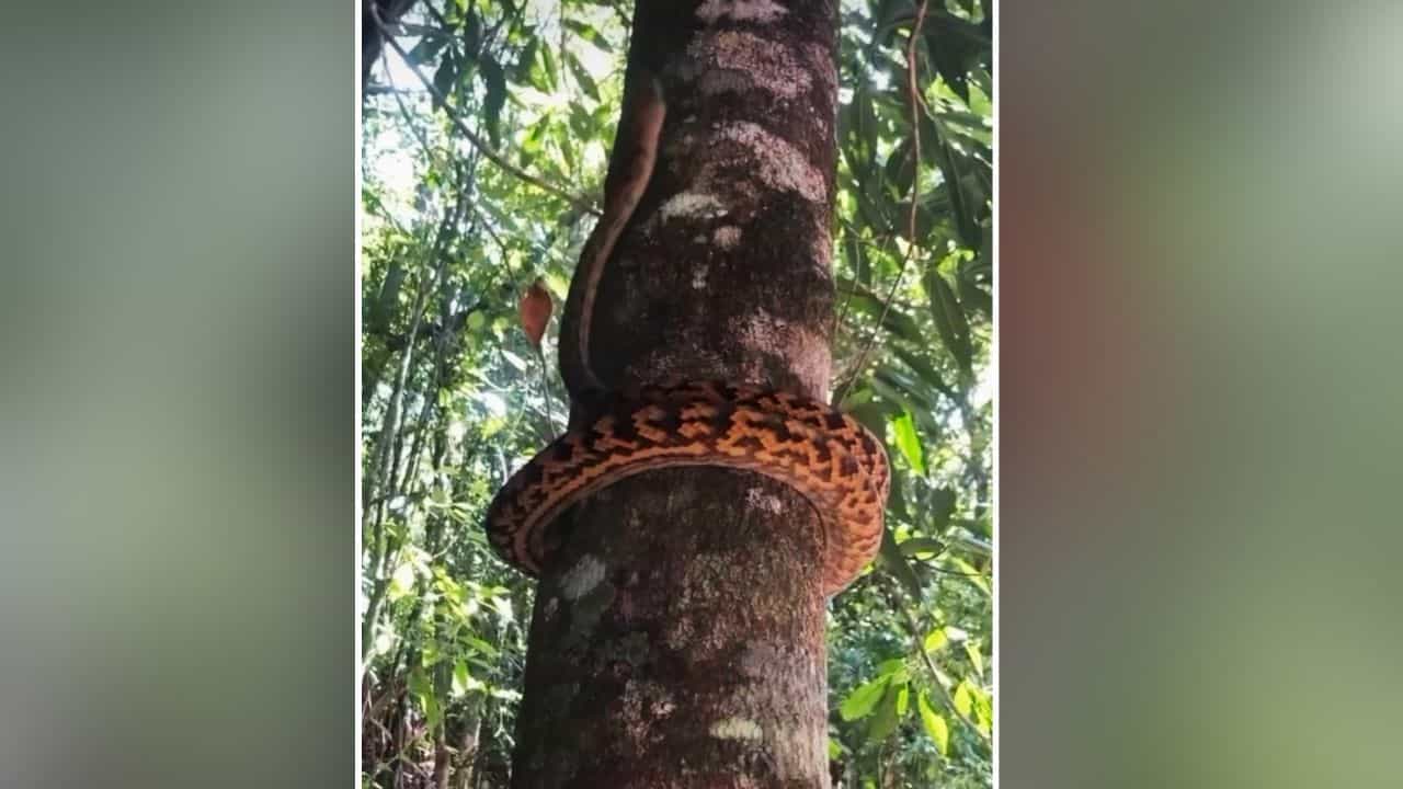 OMG: ਦਰੱਖਤ ਤੇ ਇੰਝ ਚਿੰਬੜ ਗਿਆ ਅਜਗਰ, ਤਕਨੀਕ ਦੇਖ ਡਰ ਗਏ ਲੋਕ