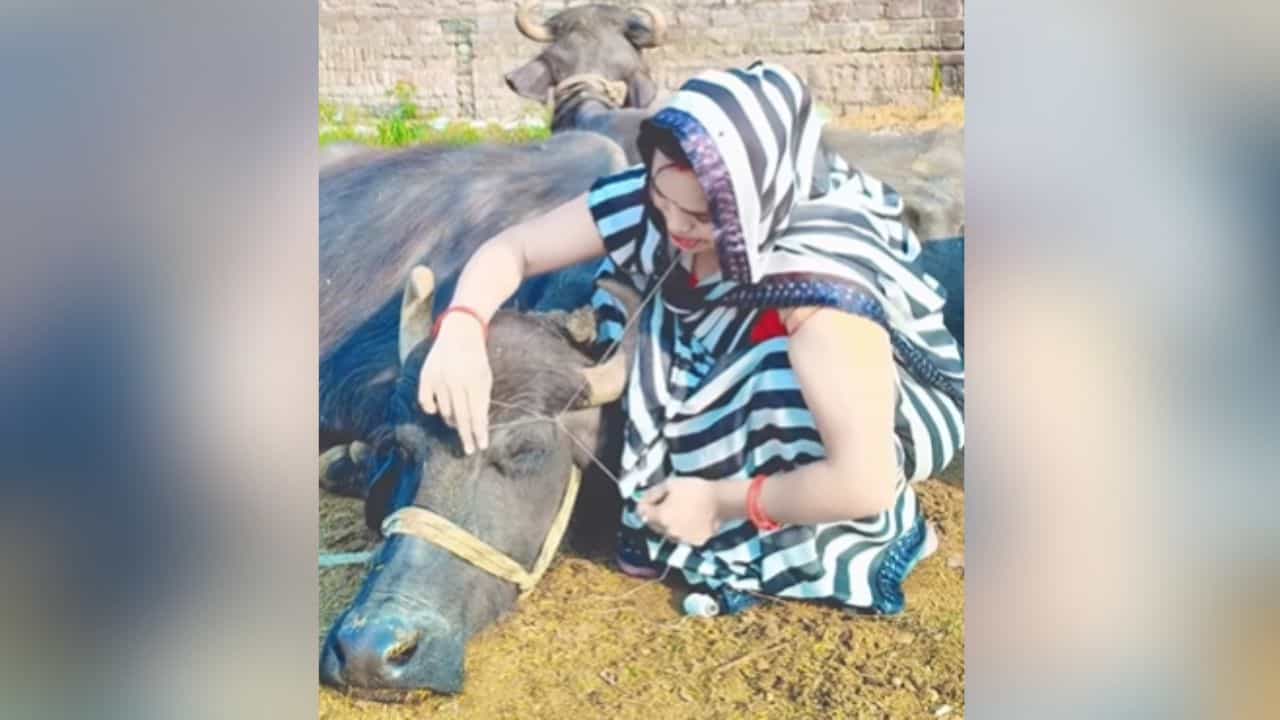 Viral: ਰੀਲ ਬਣਾਉਣ ਦੇ ਚੱਕਰ ਚ ਔਰਤ ਨੇ ਮੱਝ ਦੀ ਕੀਤੀ ਆਈਬ੍ਰੋਅ ਦੀ Threading, VIDEO