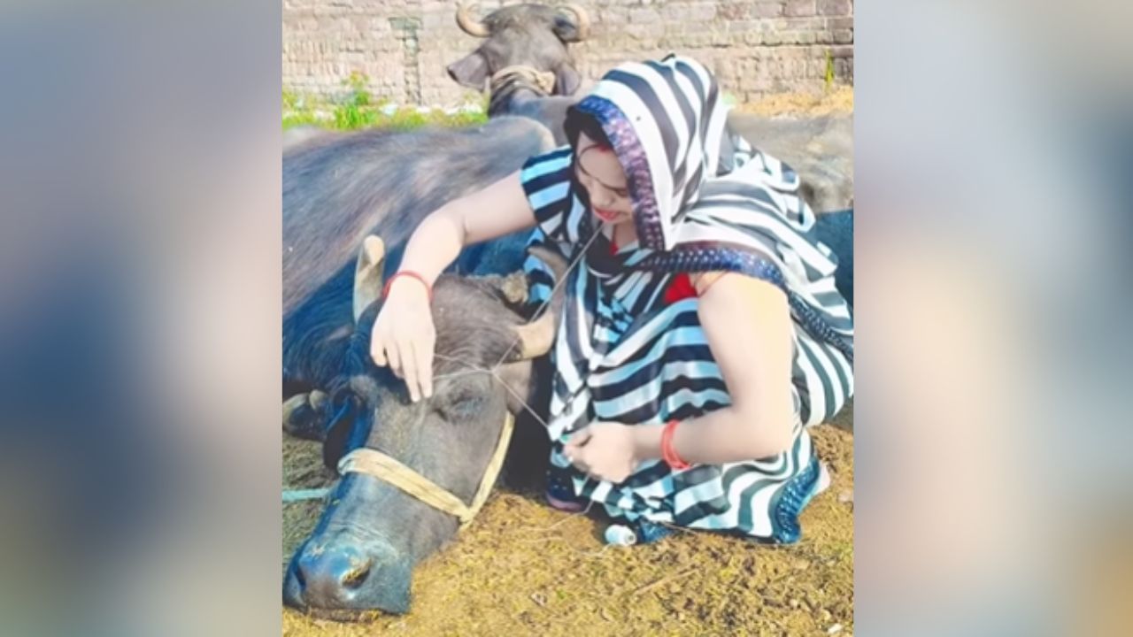 Viral: ਰੀਲ ਬਣਾਉਣ ਦੇ ਚੱਕਰ ‘ਚ ਔਰਤ ਨੇ ਮੱਝ ਦੀ ਕੀਤੀ ਆਈਬ੍ਰੋਅ ਦੀ Threading, VIDEO