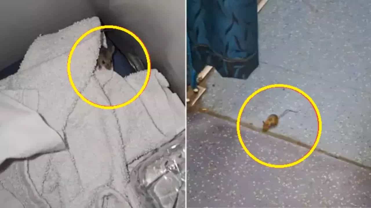 Train Viral Video : 2nd Ac ਕੋਚ ਚ ਚੁਹੇ ਨੇ ਮਚਾਈ ਦਹਿਸ਼ਤ, ਪੈਸੇਂਜਰ ਨੇ ਰੇਲਵੇ ਨੂੰ ਦਿੱਖਾਈ ਸੱਚਾਈ, ਲੋਕਾਂ ਨੇ ਦਿੱਤੇ ਅਜਿਹੇ ਕੁਮੈਂਟਸ