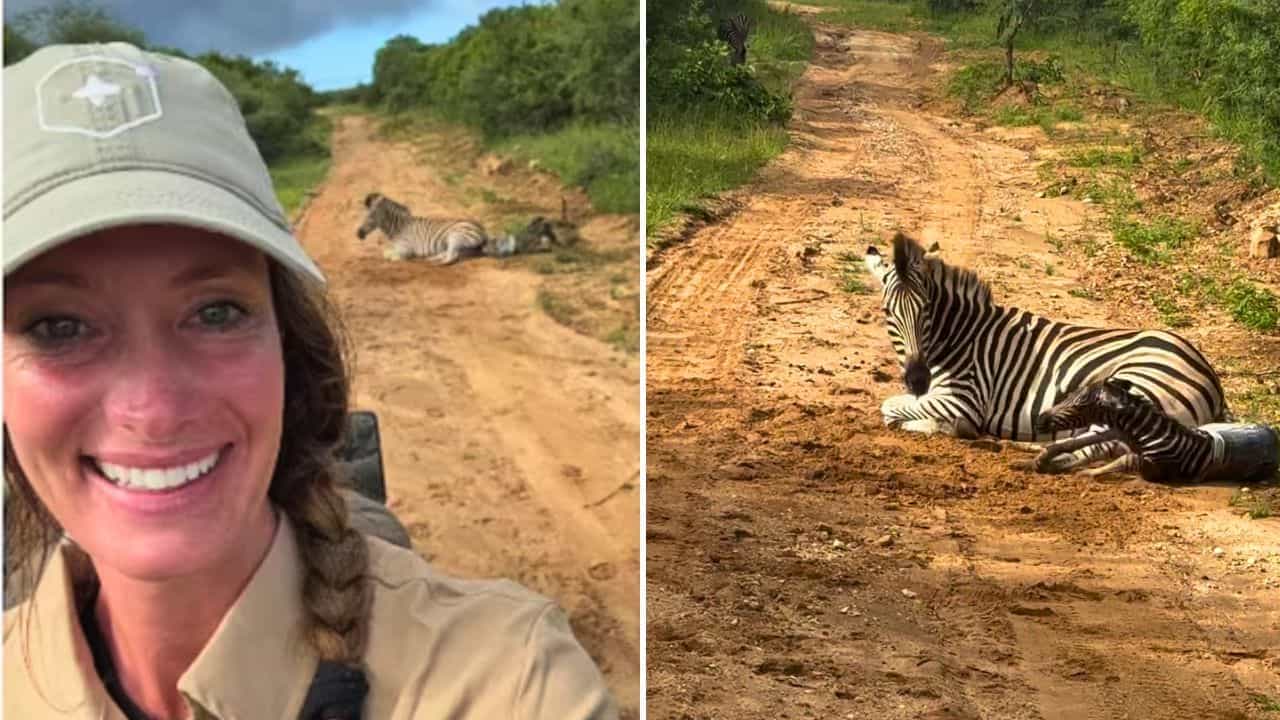 Safari ਦੌਰਾਨ ਜ਼ੈਬਰਾ ਵੱਲੋਂ ਬੱਚੇ ਨੂੰ ਜਨਮ ਦੇਣ ਦਾ ਦੁਰਲੱਭ ਦ੍ਰਿਸ਼, ਸੈਲਾਨੀ ਨੇ ਕੈਮਰੇ ਵਿੱਚ ਕੈਦ ਕੀਤਾ ਸ਼ਾਨਦਾਰ ਪਲ