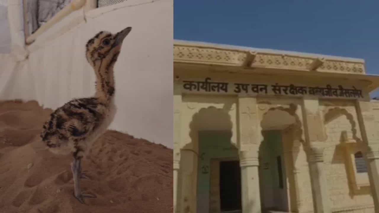 AI ਤੋਂ ਪੈਦਾ ਹੋਇਆ ਪੰਛੀ, ਭਾਰਤ ਅਜਿਹਾ ਕਰਨ ਵਾਲਾ ਬਣਿਆ ਪਹਿਲਾ ਦੇਸ਼