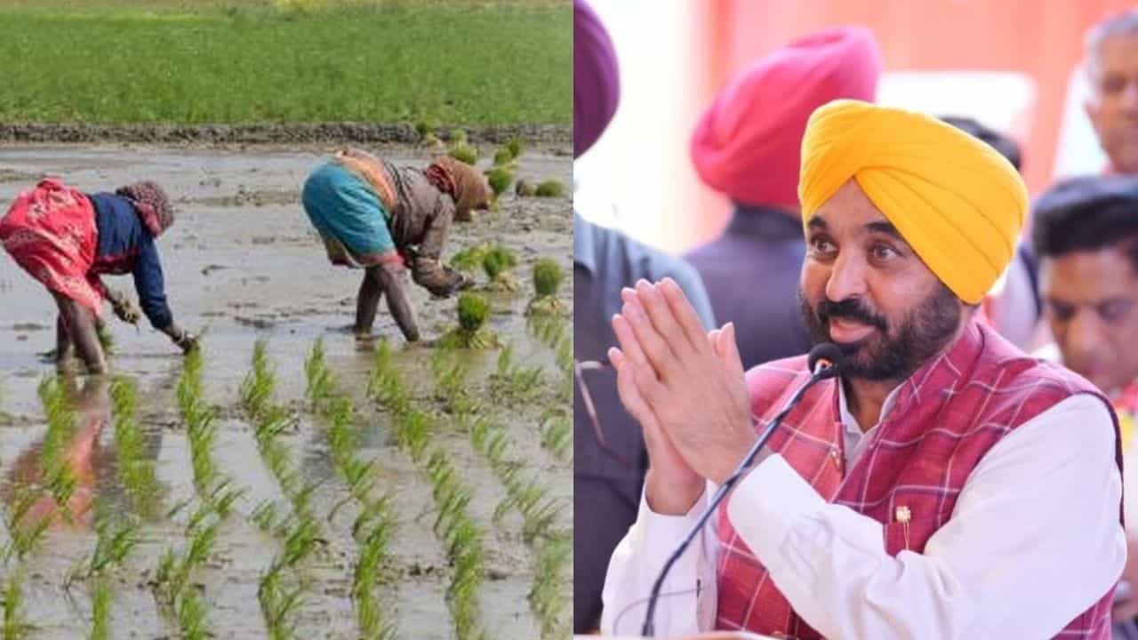 ਪੰਜਾਬ ਵਿੱਚ ਇੱਕ ਜੂਨ ਤੋਂ ਸ਼ੁਰੂ ਹੋਵੇਗੀ ਝੋਨੇ ਦੀ ਲਵਾਈ, ਮਾਨ ਸਰਕਾਰ ਨੇ ਸੂਬੇ ਨੂੰ 3 ਜ਼ੋਨਾਂ ਵਿੱਚ ਵੰਡਿਆ