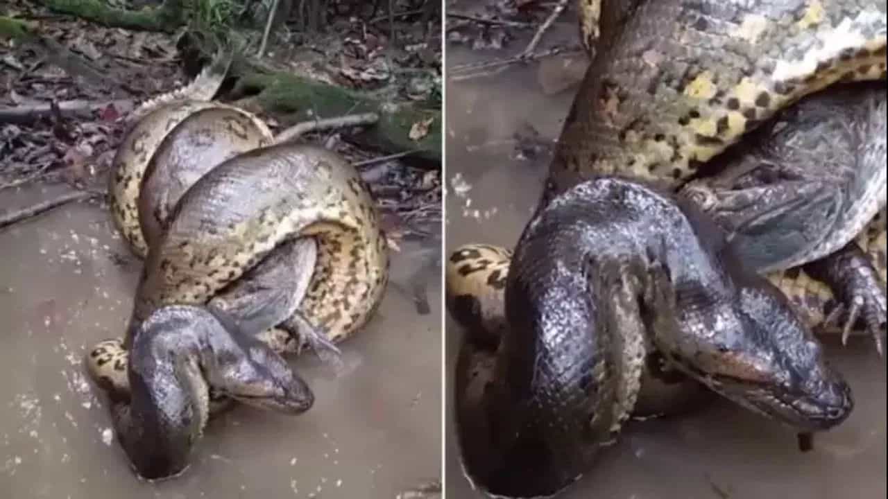 ਜ਼ਿੰਦਗੀ ਅਤੇ ਮੌਤ ਦੀ ਲੜਾਈ, ਜੰਗਲ ਤੋਂ ਸਾਹਮਣੇ ਆਇਆ ਸਭ ਤੋਂ ਭਿਆਨਕ ਵੀਡੀਓ