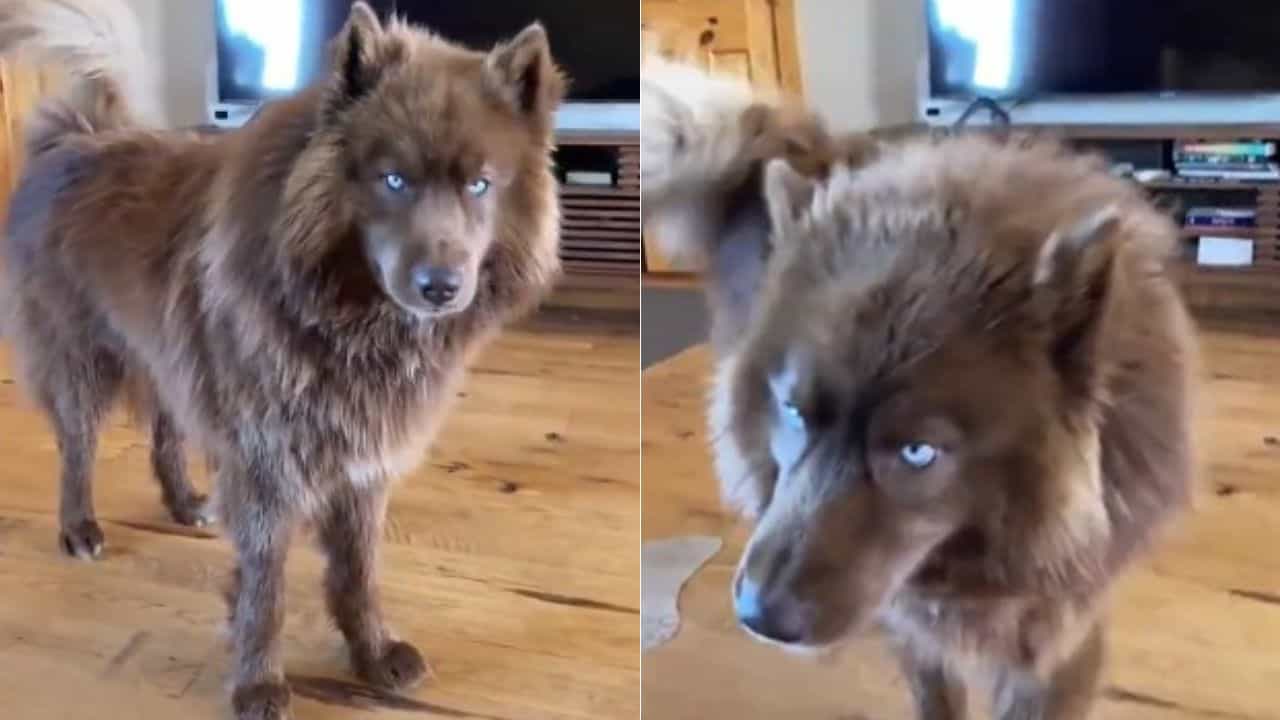 Viral Dog Video : ਨੀਲੀਆਂ ਅੱਖਾਂ ਵਾਲੇ ਕੁੱਤੇ ਲਈ ਇੰਟਰਨੈੱਟ ਦੀ ਜਨਤਾ ਹੋਈ ਦੀਵਾਨੀ