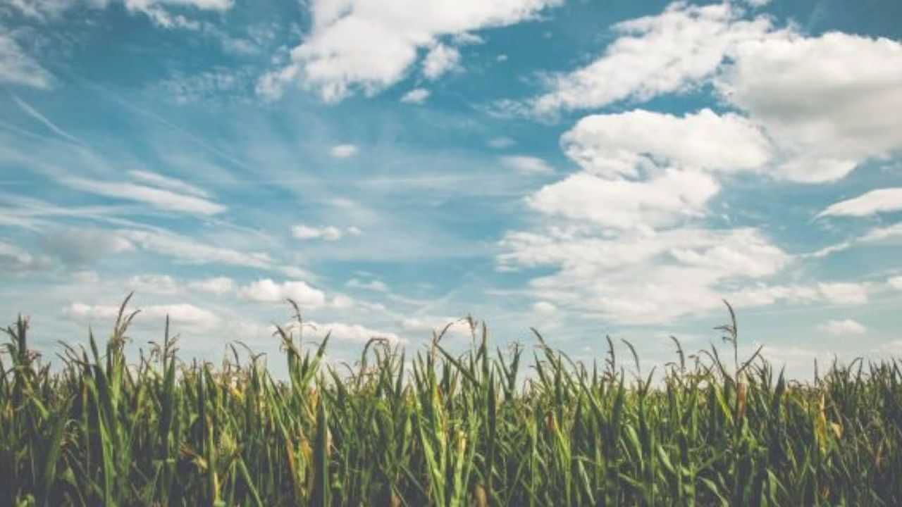 Today Punjab Weather : ਸੂਬੇ  ਚ 5 ਦਿਨਾਂ ਲਈ ਹਨੇਰੀ ਅਤੇ ਮੀਂਹ ਦਾ ਅਲਰਟ ਜਾਰੀ, ਕਿਸਾਨਾਂ ਨੂੰ ਸਾਵਧਾਨ ਰਹਿਣ ਦੀ ਸਲਾਹ