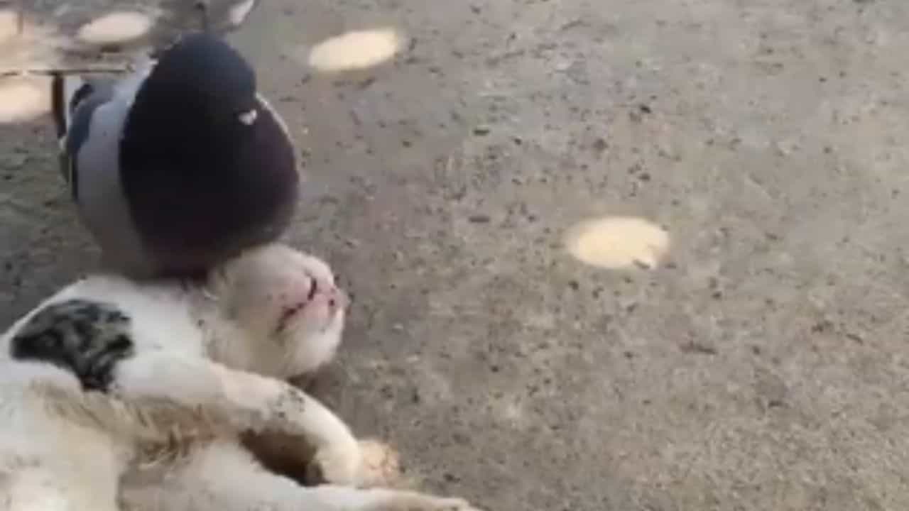 Funny Video: ਕਬੂਤਰ ਨੇ ਤੋੜੀ ਨੀਂਦ ਤਾਂ ਗੁੱਸੇ ਚ ਆਈ ਬਿੱਲੀ ਨੇ ਚਪੇੜਾਂ ਮਾਰ ਕੇ ਲਾਲ ਕੀਤਾ ਮੁੰਹ, ਵੀਡੀਓ ਵੇਖ ਕੇ ਨਹੀਂ ਰੁੱਕੇਗਾ ਹਾਸਾ Funny Video: ਕਬੂਤਰ ਨੇ ਤੋੜੀ ਨੀਂਦ ਤਾਂ ਗੁੱਸੇ ਚ ਆਈ ਬਿੱਲੀ ਨੇ ਚਪੇੜਾਂ ਮਾਰ ਕੇ ਲਾਲ ਕੀਤਾ ਮੁੰਹ, ਵੀਡੀਓ ਵੇਖ ਕੇ ਨਹੀਂ ਰੁੱਕੇਗਾ ਹਾਸਾ