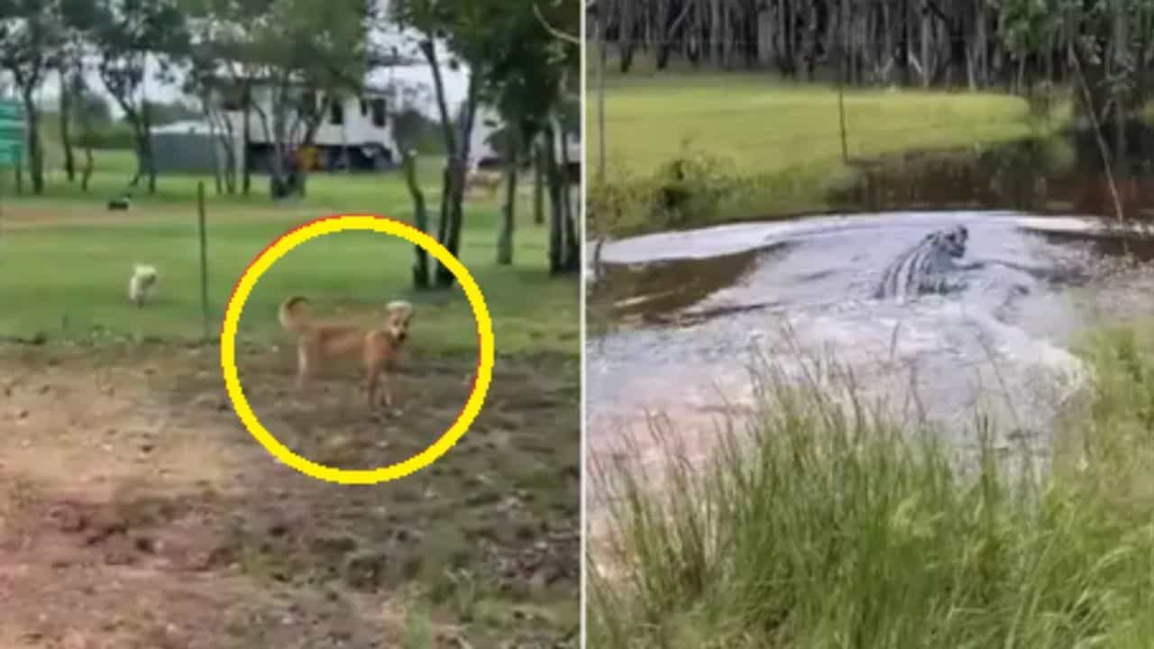 OMG: ਕੁੱਤੇ ਦੇ ਭੌਂਕਦੇ ਹੀ ਮਗਰਮੱਛ ਦੀਆਂ ਉੱਡੀਆਂ ਹਵਾਈਆਂ, ਕੈਮਰੇ ਵਿੱਚ ਕੈਦ ਹੋਇਆ ਸ਼ਾਨਦਾਰ ਨਜ਼ਾਰਾ