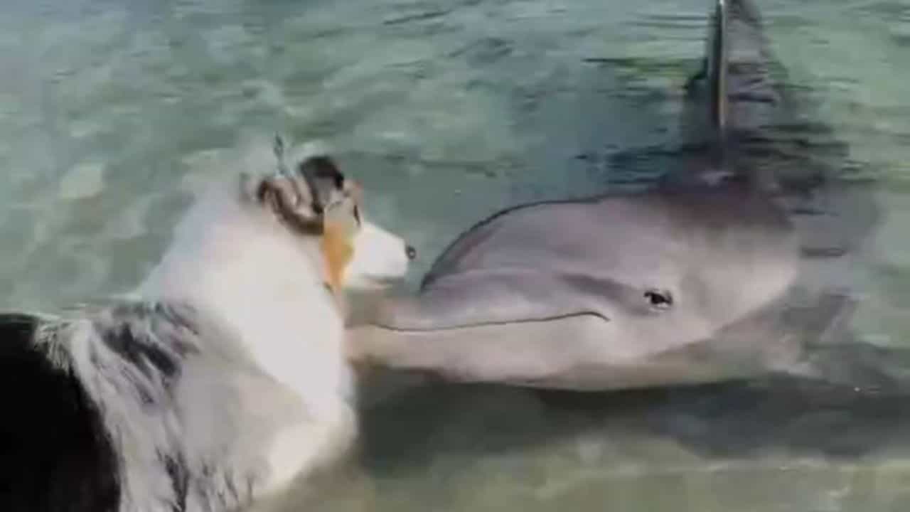 Viral Video: ਕੁੱਤੇ ਨਾਲ ਖੇਡਦੀ ਦਿਖਾਈ ਦਿੱਤੀ Dolphin, ਪਿਆਰੀ ਵੀਡੀਓ ਨੇ ਜਿੱਤੇ ਯੂਜ਼ਰਸ ਦੇ ਦਿਲ Viral Video: ਕੁੱਤੇ ਨਾਲ ਖੇਡਦੀ ਦਿਖਾਈ ਦਿੱਤੀ Dolphin, ਪਿਆਰੀ ਵੀਡੀਓ ਨੇ ਜਿੱਤੇ ਯੂਜ਼ਰਸ ਦੇ ਦਿਲ