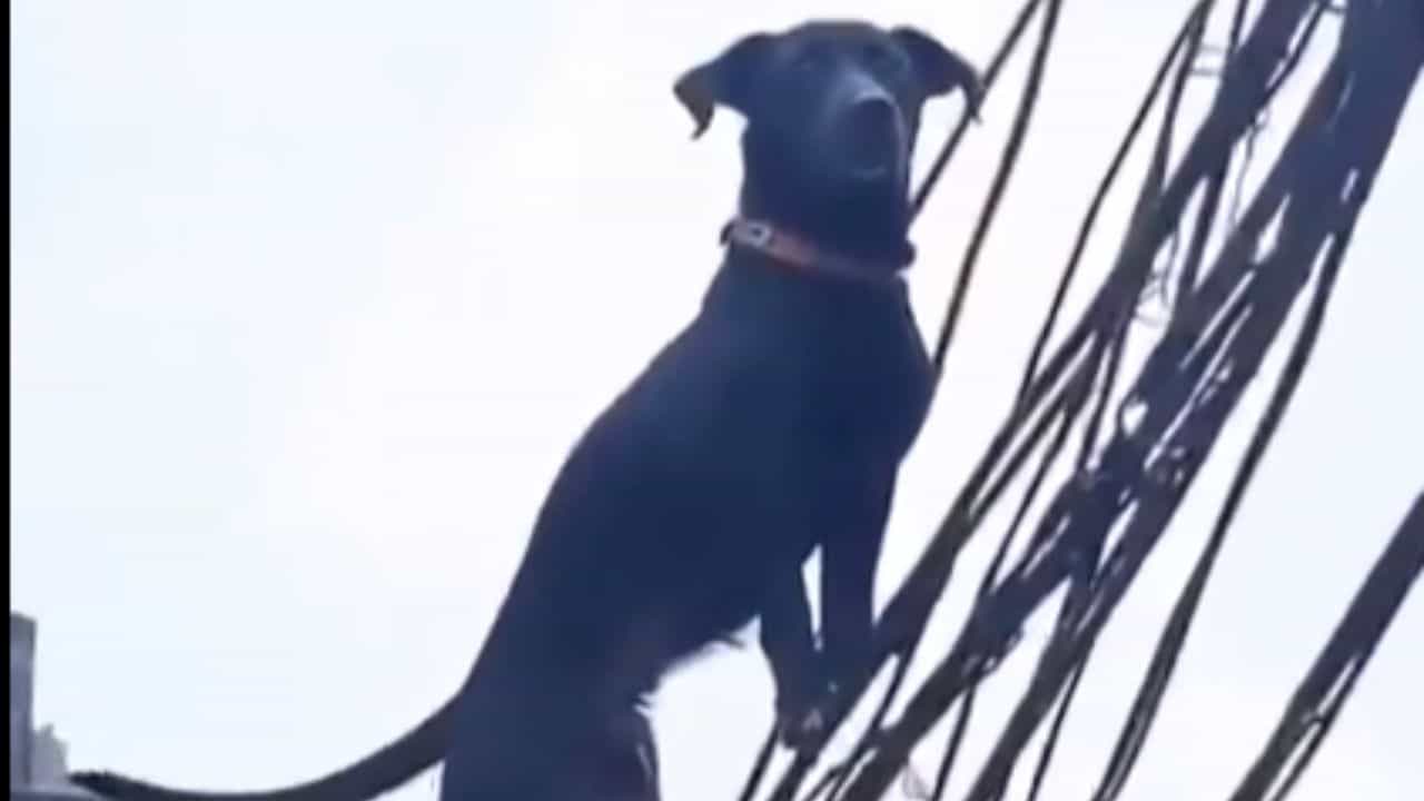 OMG: ਬਿਜਲੀ ਦੀਆਂ ਤਾਰਾਂ ਤੇ ਚੜ੍ਹਿਆ ਕੁੱਤਾ, ਅੱਖਾਂ ਚ ਨਜ਼ਰ ਆਇਆ ਖੌਫ਼