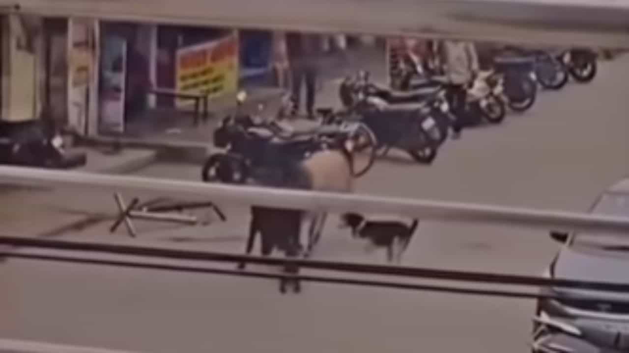 VIDEO: ਕੁੱਤੇ ਨੇ ਵਿਚੋਲੀਆ ਬਣ ਸੁਲਝਾਈ ਦੋ ਸਾਨ੍ਹਾਂ ਦੀ ਲੜਾਈ, ਵੀਡੀਓ ਹੋ ਰਿਹਾ Viral