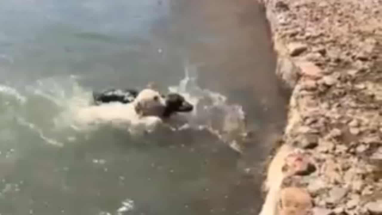 Viral Video: ਕੁੱਤੇ ਨੇ ਆਪਣੀ ਜਾਨ ਜੋਖਮ ਚ ਪਾ ਕੇ ਨਦੀ ਵਿੱਚ ਵਹਿ ਰਹੇ ਦੂਜੇ ਕੁੱਤੇ ਦੀ ਬਚਾਈ ਜਾਨ, ਲੋਕ ਬੋਲੇ- ਸੱਚੀ ਦੋਸਤੀ Viral Video: ਕੁੱਤੇ ਨੇ ਆਪਣੀ ਜਾਨ ਜੋਖਮ ਚ ਪਾ ਕੇ ਨਦੀ ਵਿੱਚ ਵਹਿ ਰਹੇ ਦੂਜੇ ਕੁੱਤੇ ਦੀ ਬਚਾਈ ਜਾਨ, ਲੋਕ ਬੋਲੇ- ਸੱਚੀ ਦੋਸਤੀ