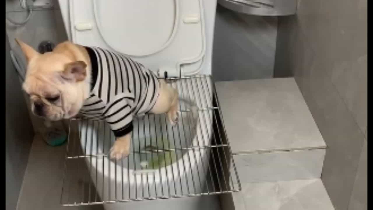 VIDEO: ਇਨਸਾਨਾਂ ਵਾਂਗ ਪੌਟ ਤੇ ਟਾਇਲਟ ਕਰਨ ਪਹੁੰਚਿਆ ਡਾਗੀ, ਕੁੱਤੇ ਦੀ ਸਮਝਦਾਰੀ ਤੇ ਫਿਦਾ ਹੋਈ ਜਨਤਾ