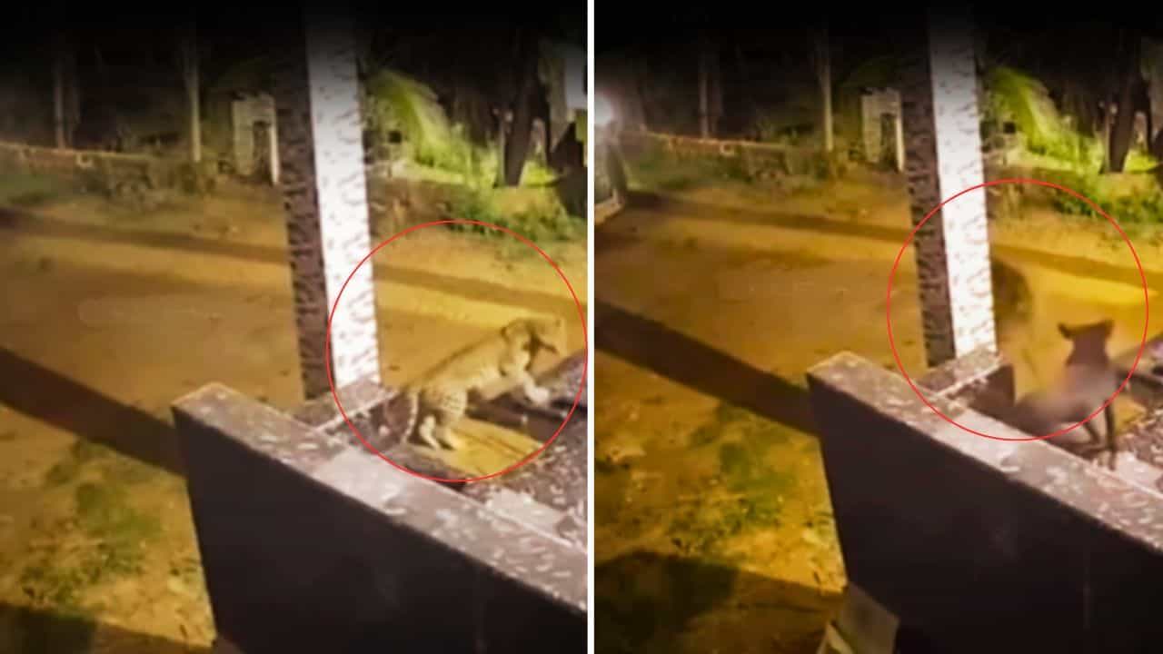 OMG: ਇੰਨੀ ਜ਼ੋਰ ਨਾਲ ਭੌਂਕਿਆ ਕੁੱਤਾ ਕਿ ਤੇਂਦੁਏ ਦੀ ਵੀ ਹੋ ਗਈ ਹਵਾ ਟਾਈਟ, ਦੇਖ ਕੇ ਜਨਤਾ ਹੀ ਹੋ ਗਈ ਹੈਰਾਨ