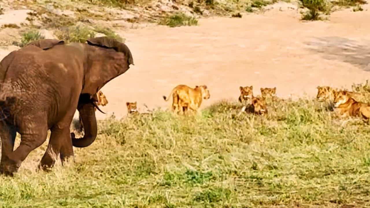 Viral: ਹਾਥੀ ਨੇ 20 ਸ਼ੇਰਾਂ ਨੂੰ ਚਖਾਇਆ ਮਜ਼ਾ, ਦੱਸ ਦਿੱਤਾ ਜੰਗਲ ਦਾ ਅਸਲੀ ਕਿੰਗ ਕੌਣ!