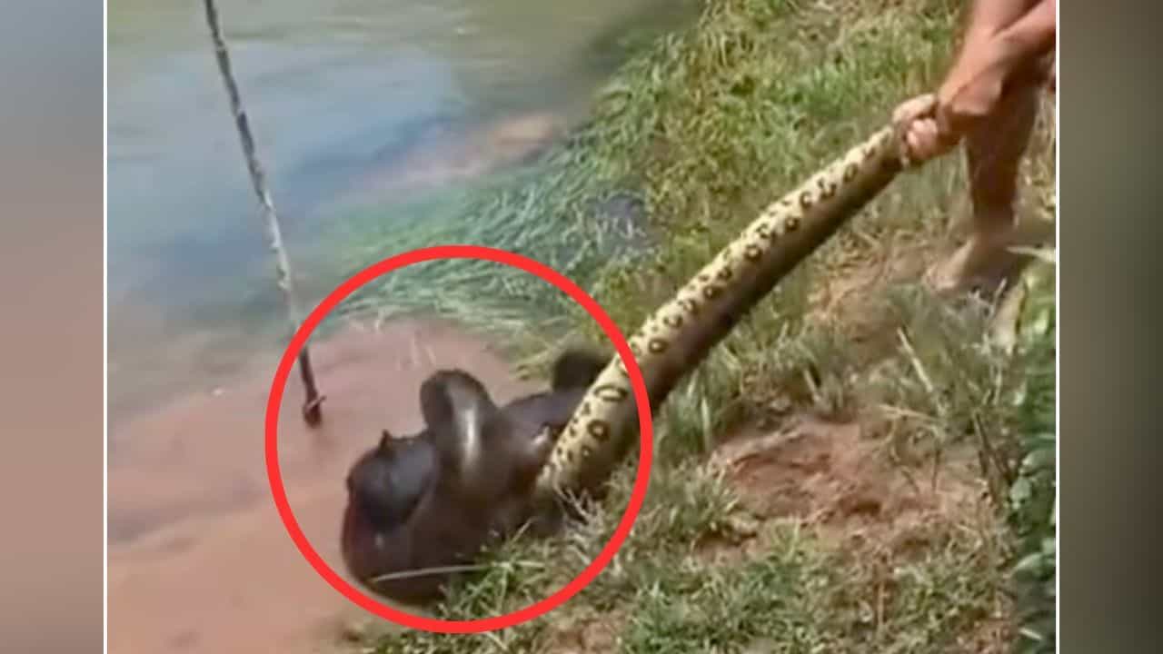 Viral: ਪਾਲਤੂ ਕੁੱਤੇ ਨੂੰ ਅਜਗਰ ਨੇ ਇੰਝ ਜਕੜਿਆ, ਨਿਗਲਣ ਹੀ ਵਾਲਾ ਸੀ ਪਰ ਅਚਾਨਕ ਹੋ ਗਿਆ ਚਮਤਕਾਰ