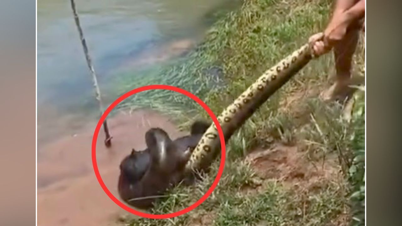 Viral: ਪਾਲਤੂ ਕੁੱਤੇ ਨੂੰ ਅਜਗਰ ਨੇ ਇੰਝ ਜਕੜਿਆ, ਨਿਗਲਣ ਹੀ ਵਾਲਾ ਸੀ ਪਰ ਅਚਾਨਕ ਹੋ ਗਿਆ ਚਮਤਕਾਰ Viral: ਪਾਲਤੂ ਕੁੱਤੇ ਨੂੰ ਅਜਗਰ ਨੇ ਇੰਝ ਜਕੜਿਆ, ਨਿਗਲਣ ਹੀ ਵਾਲਾ ਸੀ ਪਰ ਅਚਾਨਕ ਹੋ ਗਿਆ ਚਮਤਕਾਰ