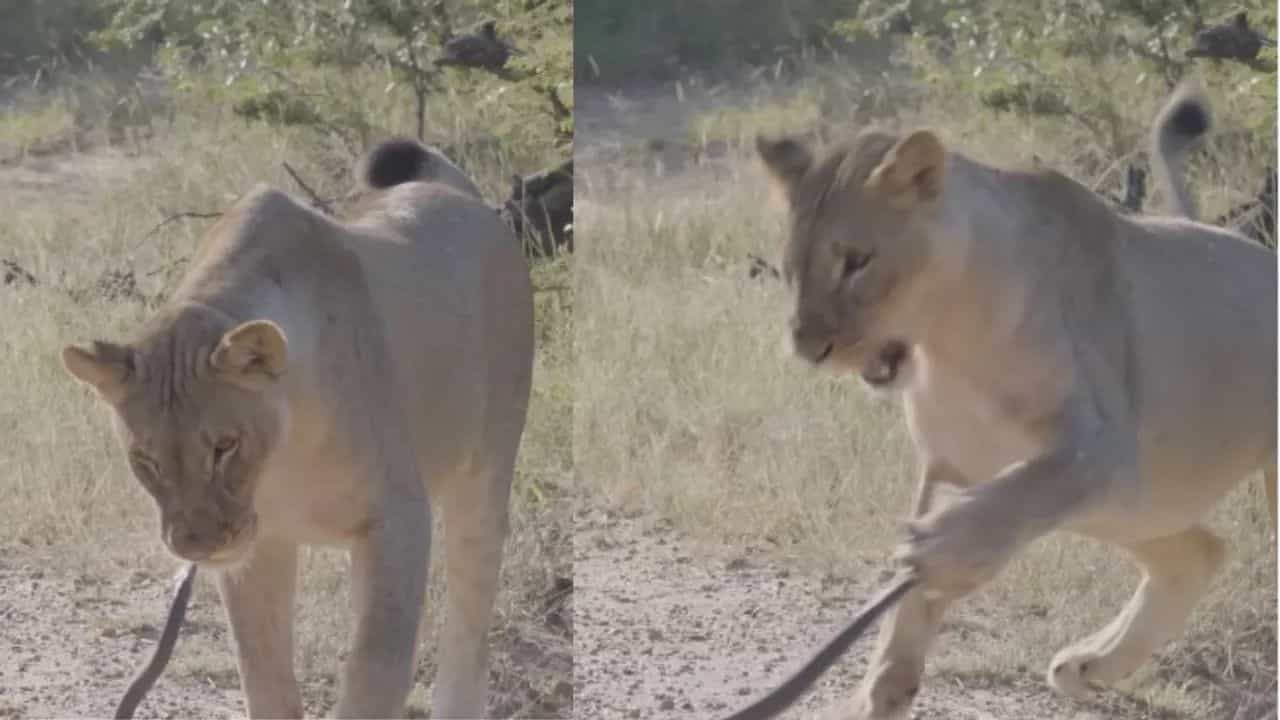 Viral Video: ਸੱਪ ਤੋਂ ਸ਼ਿਕਾਰ ਖੋਹਣਾ ਚਾਹੁੰਦਾ ਸੀ ਸ਼ੇਰ, ਜ਼ਹਿਰੀਲੇ ਸੱਪ ਨੇ ਜੰਗਲ ਦੇ ਰਾਜੇ ਨੂੰ ਦਿੱਤੀ Tough Fight