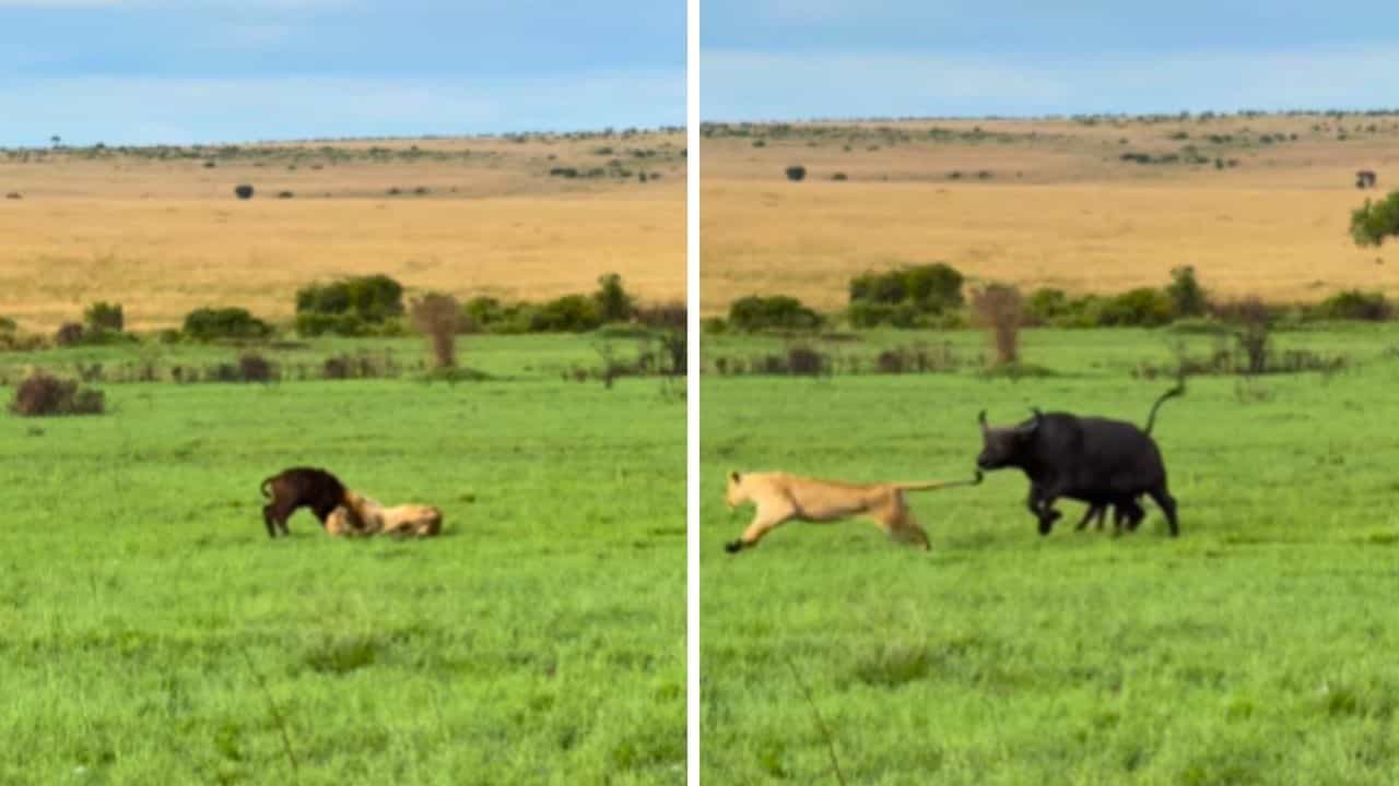 OMG: ਜੰਗਲੀ ਮੱਝ ਦੇ ਵੱਛੇ ਦੀ ਗਰਦਨ ਦਬੋਚ ਚੁੱਕੀ ਸੀ ਸ਼ੇਰਨੀ, ਫਿਰ ਆ ਗਈ ਮਾਂ, ਹੋਇਆ ਭਿਆਨਕ ਗੈਂਗ ਵਾਰ