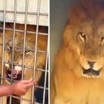 Viral Video: ਸ਼ੇਰ ਨੂੰ ਛੇੜਨ ਸ਼ਖ਼ਨ ਨੇ ਕੀਤਾ ਅਜਿਹਾ ਕੰਮ, ਅਗਲਾ ਦ੍ਰਿਸ਼ ਦੇਖ ਕੇ ਹੈਰਾਨ ਰਹਿ ਗਏ ਲੋਕ Viral Video: ਸ਼ੇਰ ਨੂੰ ਛੇੜਨ ਸ਼ਖ਼ਨ ਨੇ ਕੀਤਾ ਅਜਿਹਾ ਕੰਮ, ਅਗਲਾ ਦ੍ਰਿਸ਼ ਦੇਖ ਕੇ ਹੈਰਾਨ ਰਹਿ ਗਏ ਲੋਕ