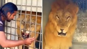 Viral Video: ਸ਼ੇਰ ਨੂੰ ਛੇੜਨ ਸ਼ਖ਼ਨ ਨੇ ਕੀਤਾ ਅਜਿਹਾ ਕੰਮ, ਅਗਲਾ ਦ੍ਰਿਸ਼ ਦੇਖ ਕੇ ਹੈਰਾਨ ਰਹਿ ਗਏ ਲੋਕ...
