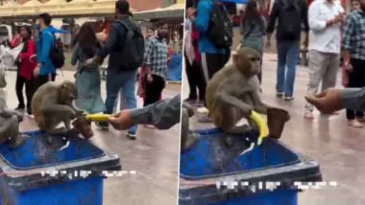 ਲੱਸੀ ਦਾ ਸੁਆਦ ਲੈ ਰਿਹਾ ਸੀ ਬਾਂਦਰ, ਸਾਹਮਣੇ ਤੋਂ ਸ਼ਖਸ ਨੇ ਉਸਨੂੰ ਦਿੱਤਾ ਕੇਲਾ ਤਾਂ ਜਾਨਵਰ ਨੇ ਕੀਤੀ ਅਜਿਹੀ ਹਰਕਤ