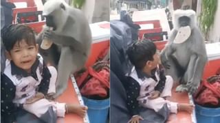 Viral Video : ਬੱਚੇ ਤੋਂ ਲੰਗੂਰ ਨੇ ਖੋਹੀ ਰੋਟੀ,  ਰੋਂਦਾ ਰਿਹਾ ਬੱਚਾ ਅਤੇ ਪਿਤਾ ਬਣਾਉਂਦਾ ਰਿਹਾ ਵੀਡੀਓ